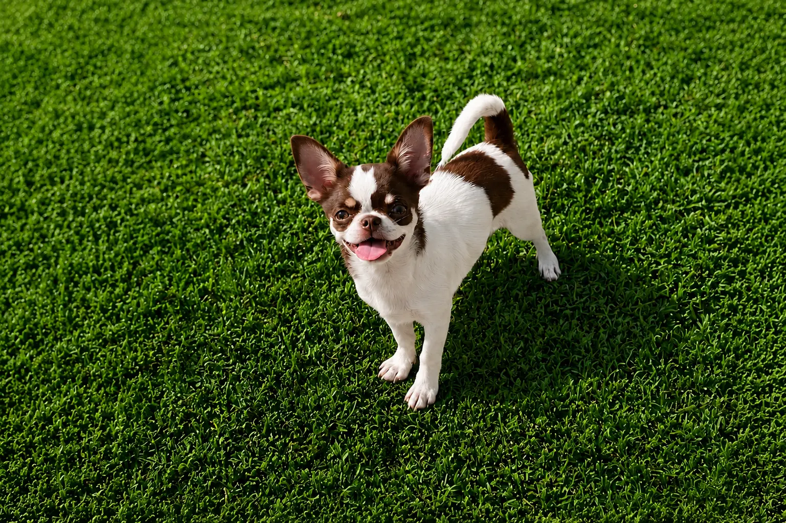 Perros en jardín de villa mediterránea, luz cálida